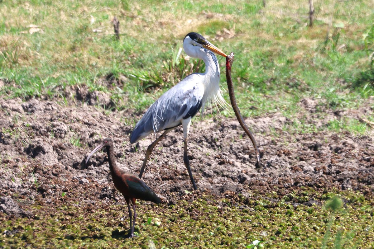 Cocoi Heron - ML639666387