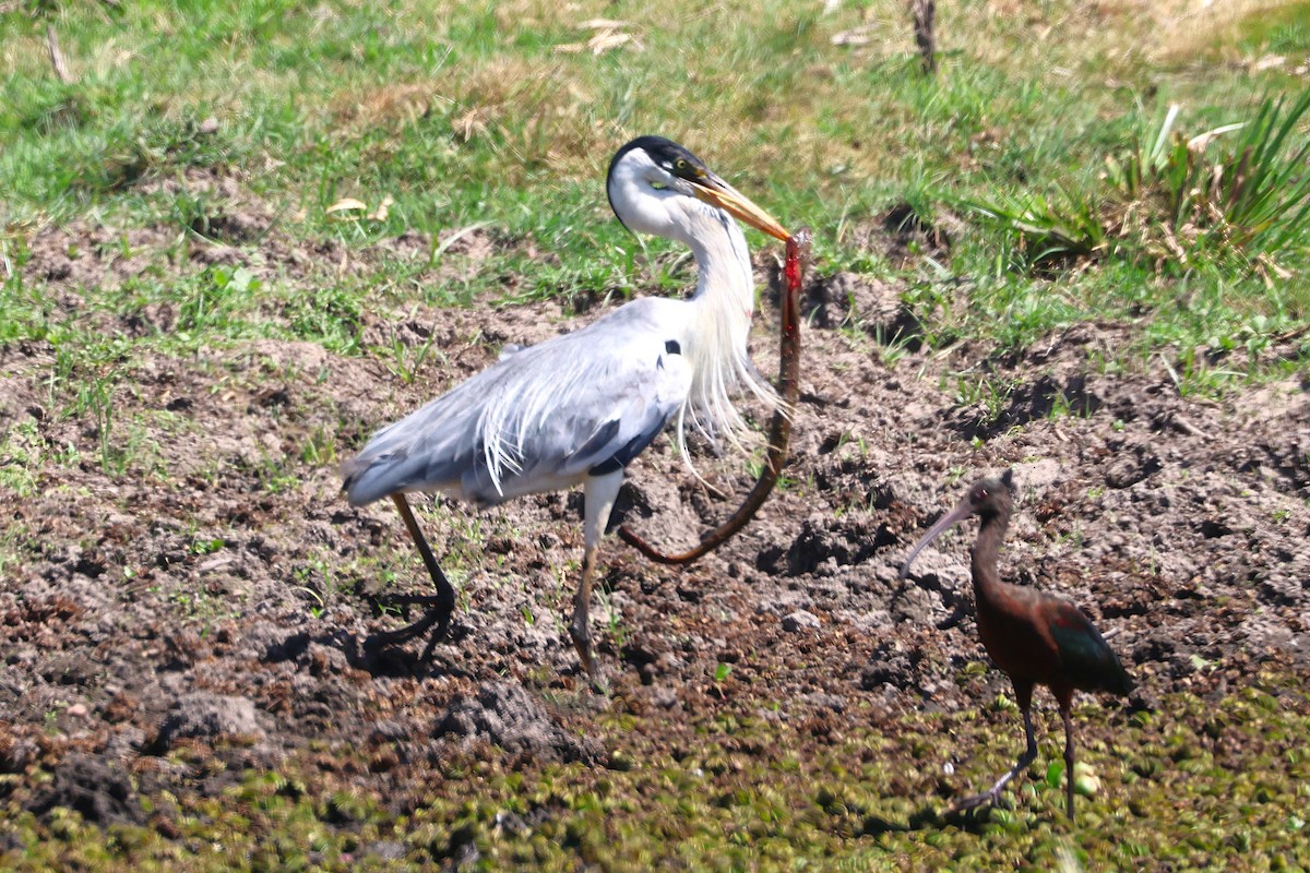 Cocoi Heron - ML639666388