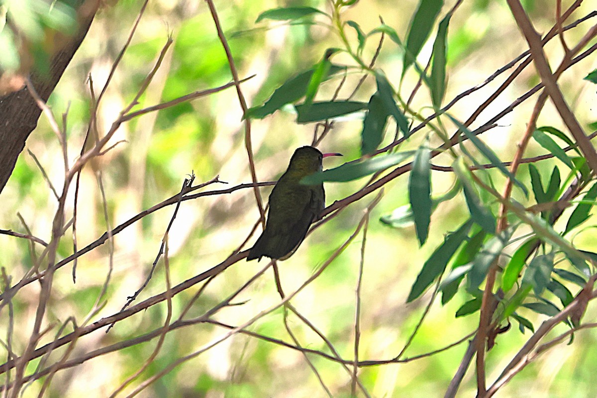 Gilded Hummingbird - ML639666416