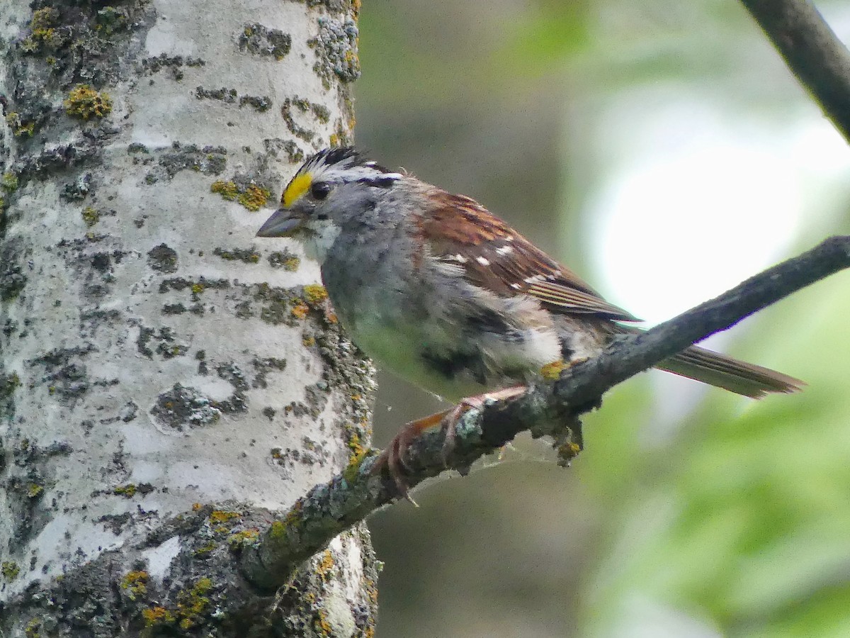 White-throated Sparrow - ML639666419
