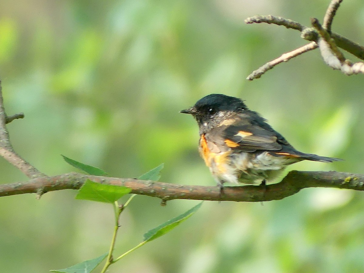 American Redstart - ML639666431