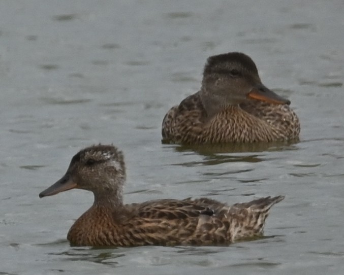 Mallard - ML639666433