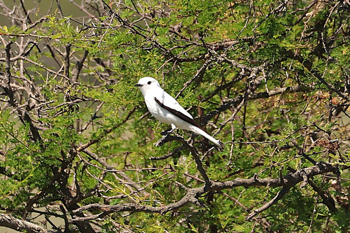 White Monjita - ML639666435