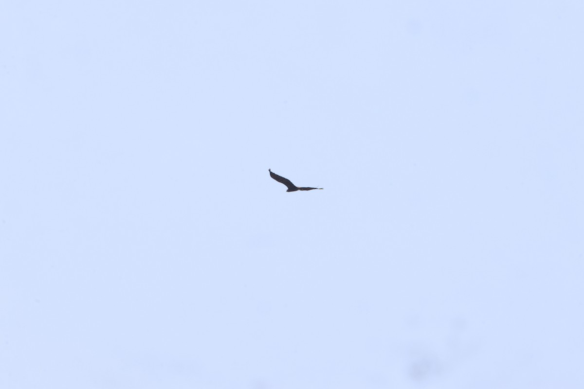 orel skalní - ML639666447