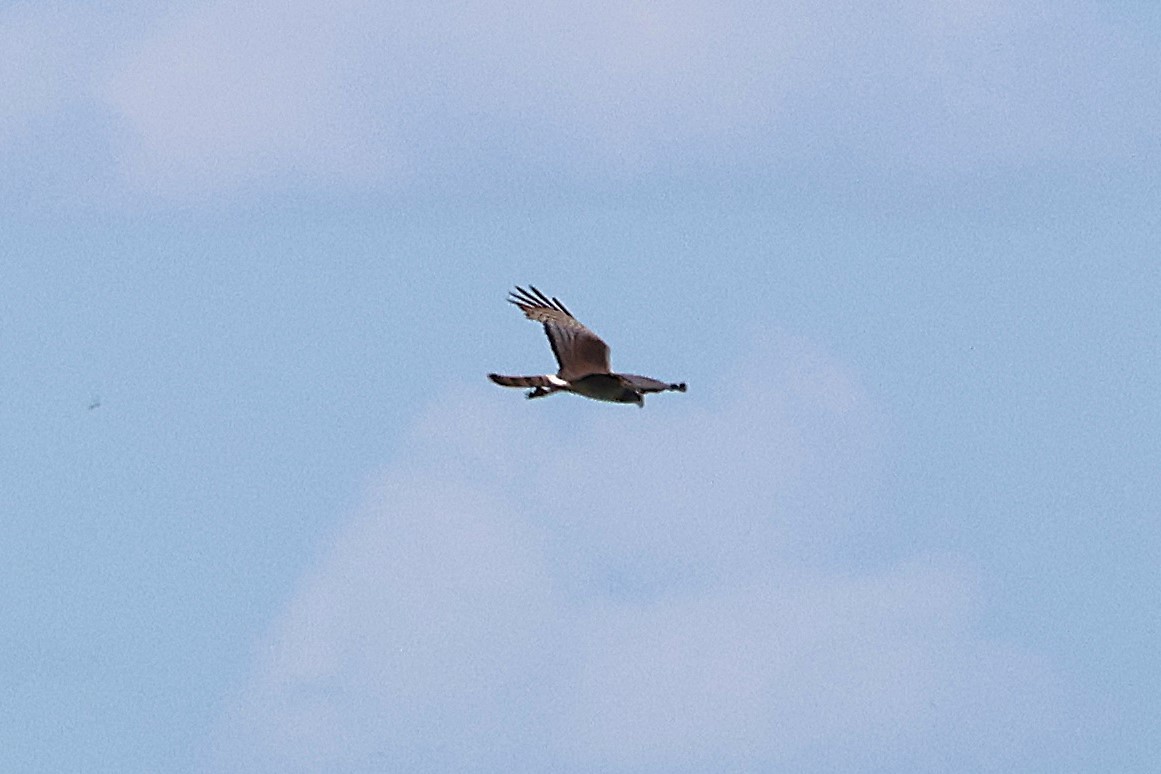 Long-winged Harrier - ML639666453