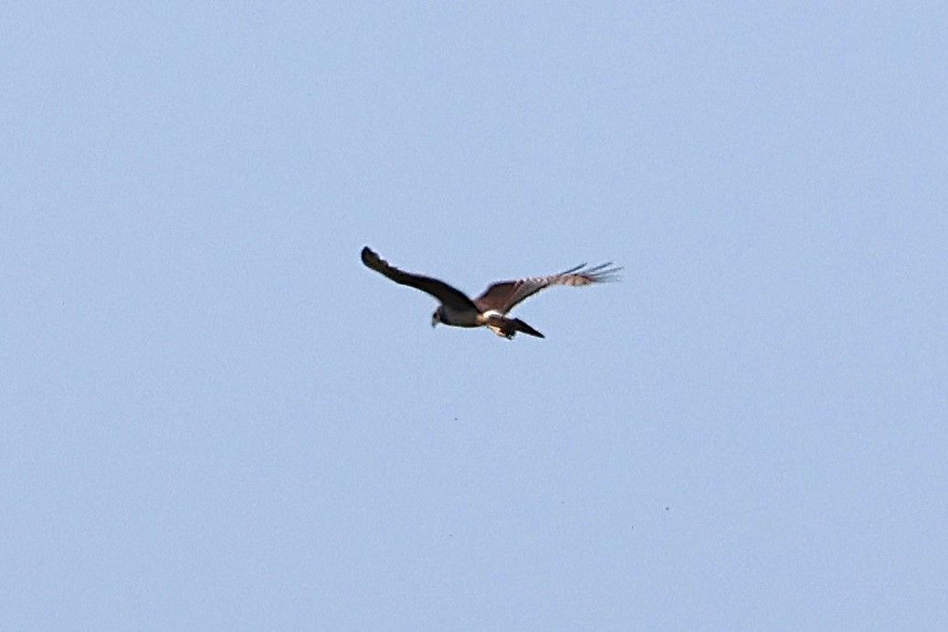 Long-winged Harrier - ML639666454
