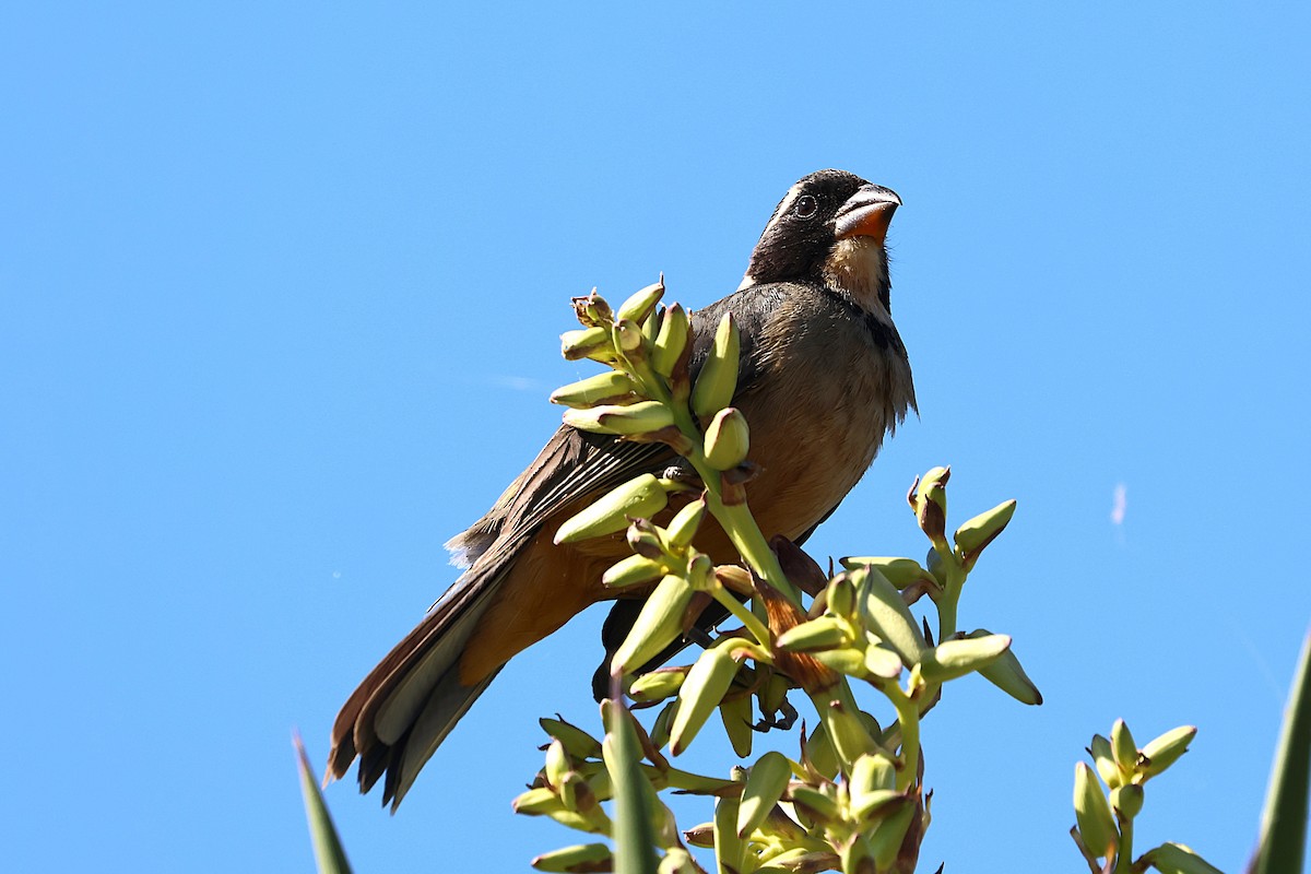 Golden-billed Saltator - ML639666480