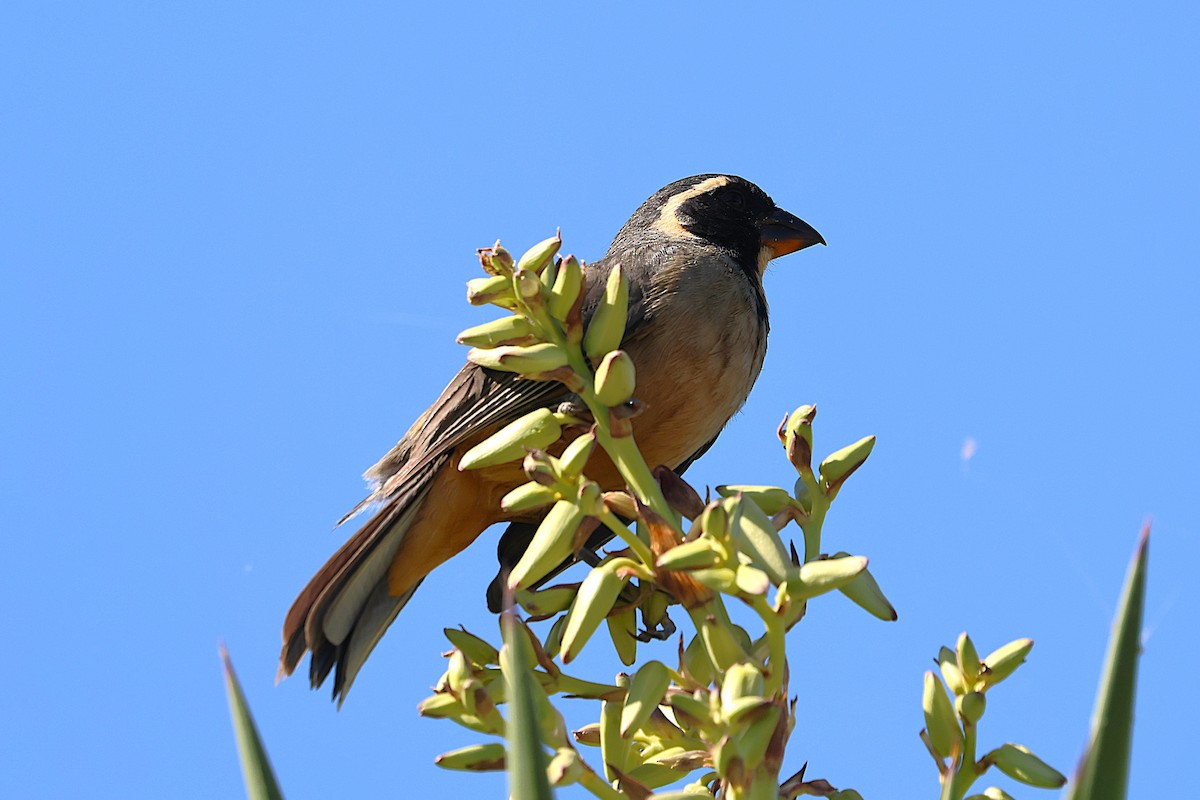 Golden-billed Saltator - ML639666481