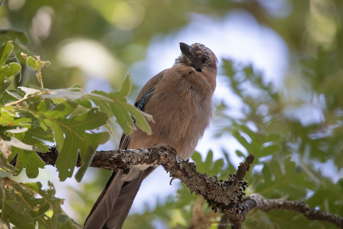 Geai des chênes - ML639666498