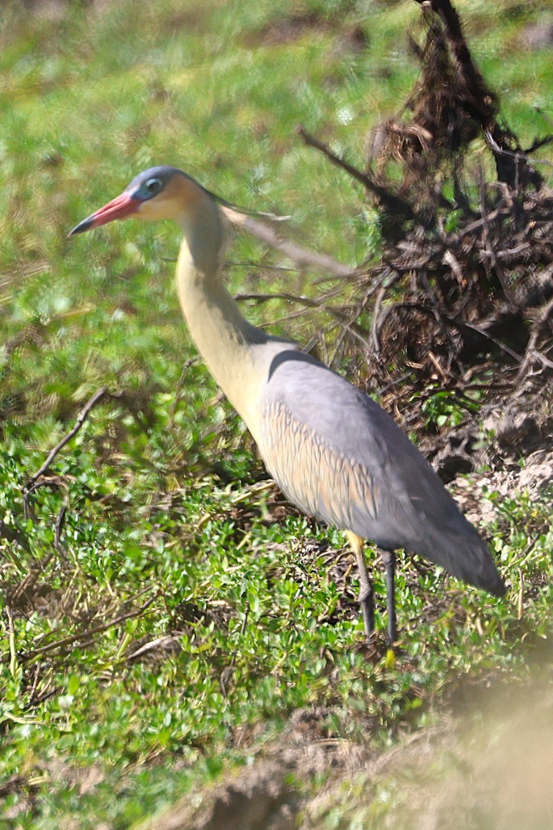 Whistling Heron - ML639666508