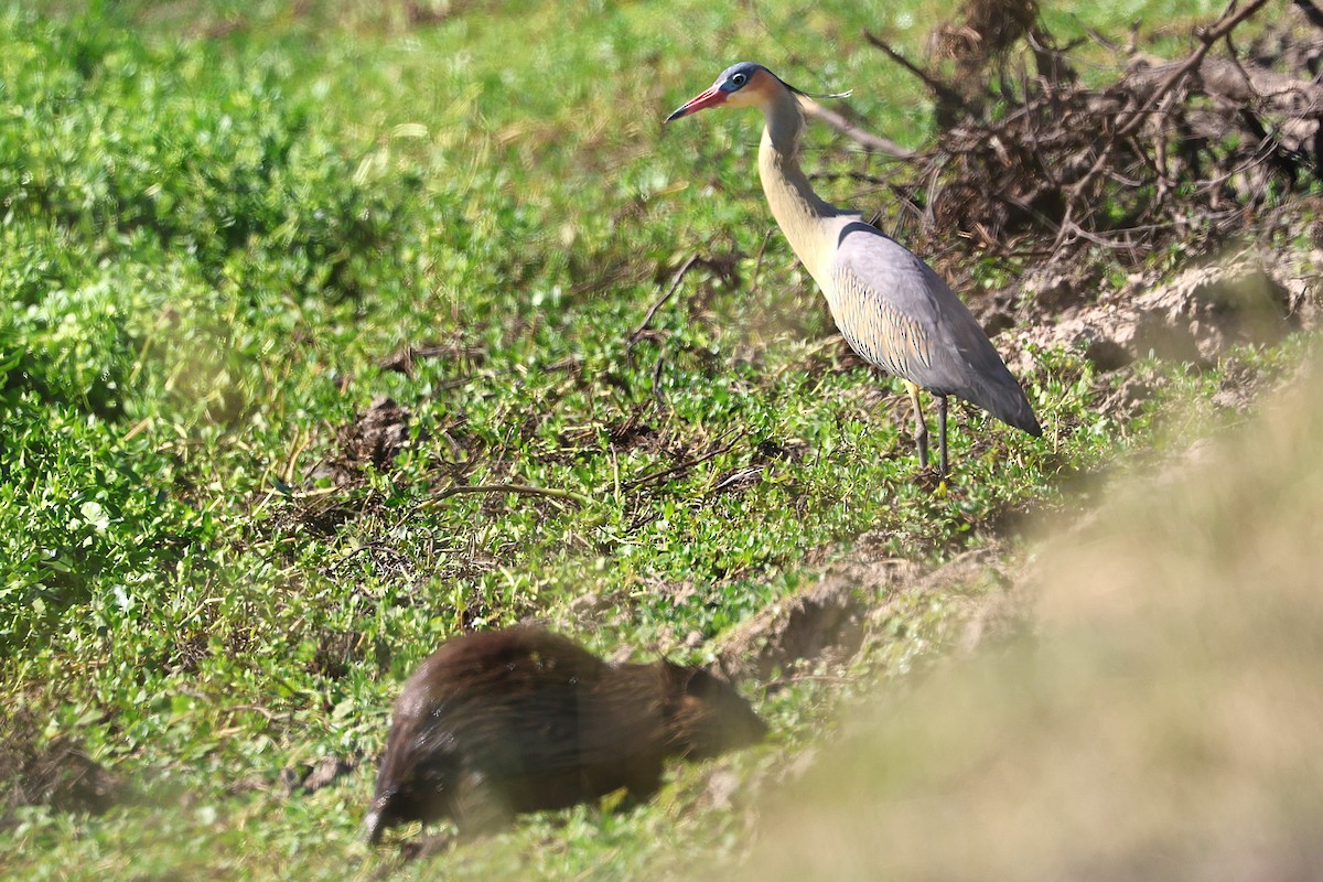 Whistling Heron - ML639666509