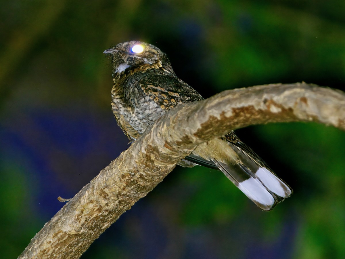 Madagaskar Çobanaldatanı - ML639666535