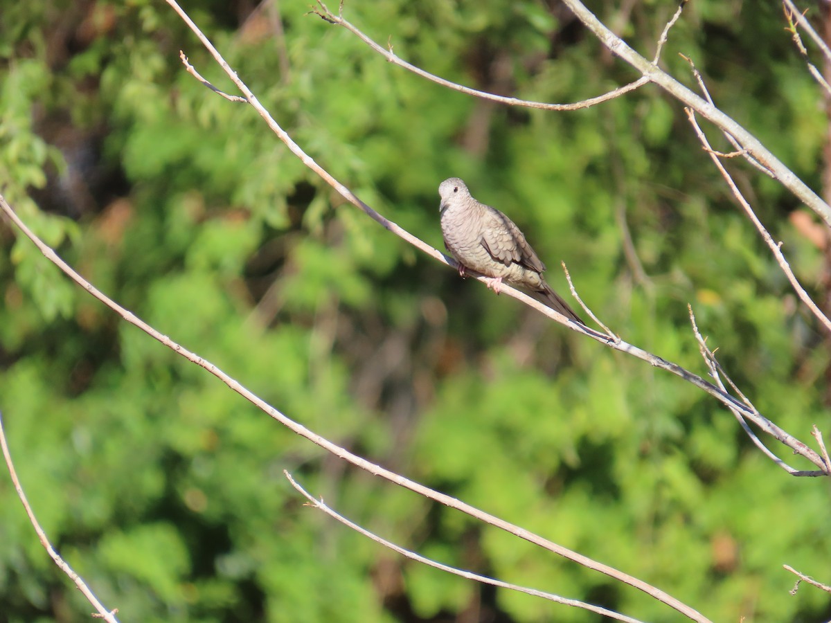 Inca Dove - ML639666544