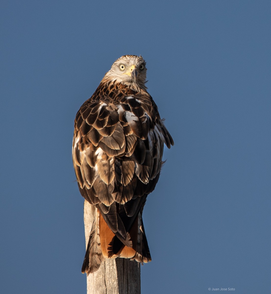 Milan royal - ML639666551