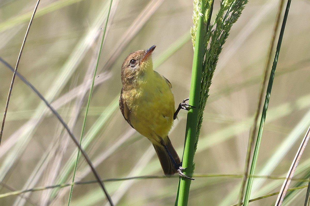 Warbling Doradito - ML639666554