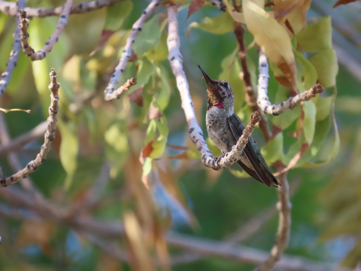 Anna's Hummingbird - ML639666555