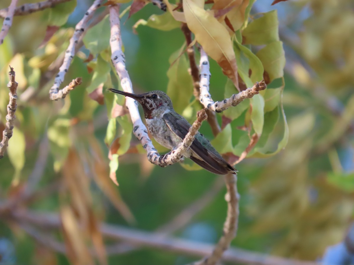 Anna's Hummingbird - ML639666556