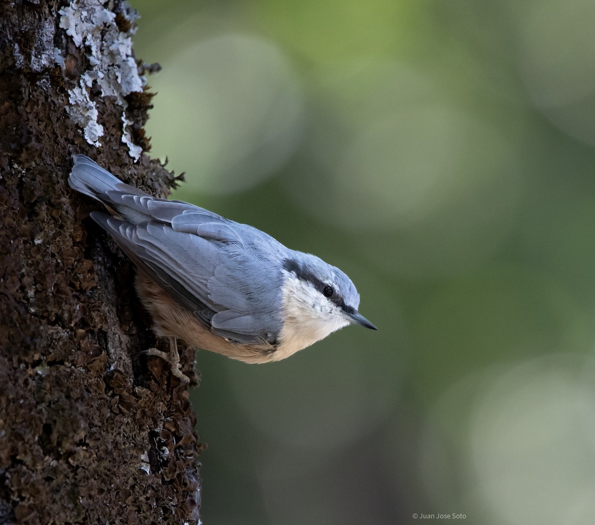 Sittelle torchepot - ML639666563