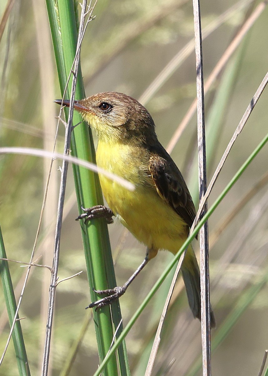 Warbling Doradito - ML639666564