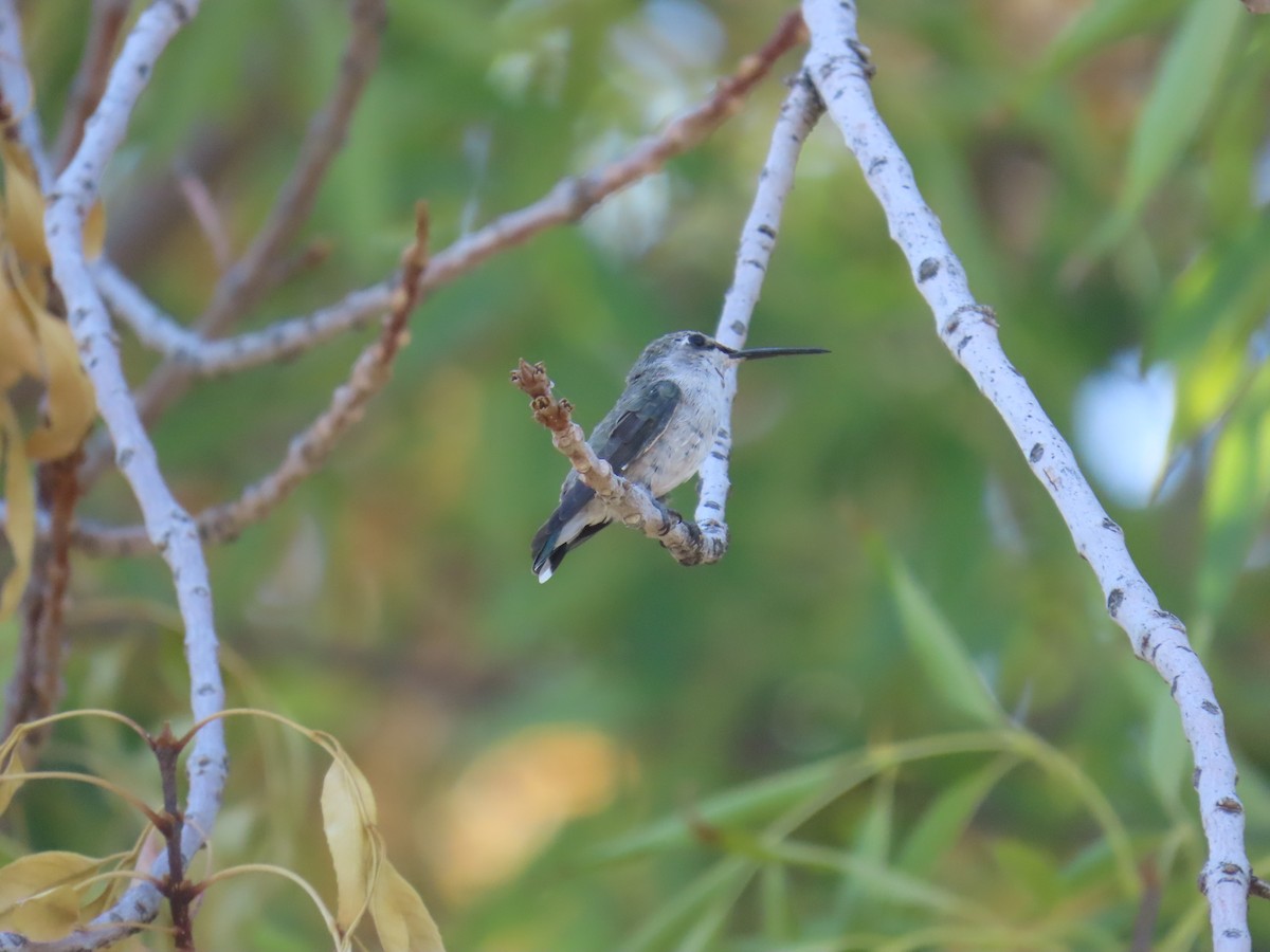 Costa's Hummingbird - ML639666567