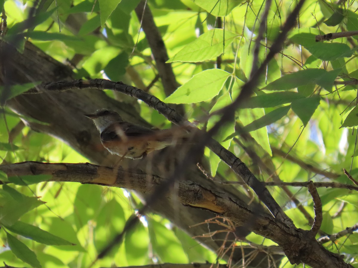 Vermilion Flycatcher - ML639666578
