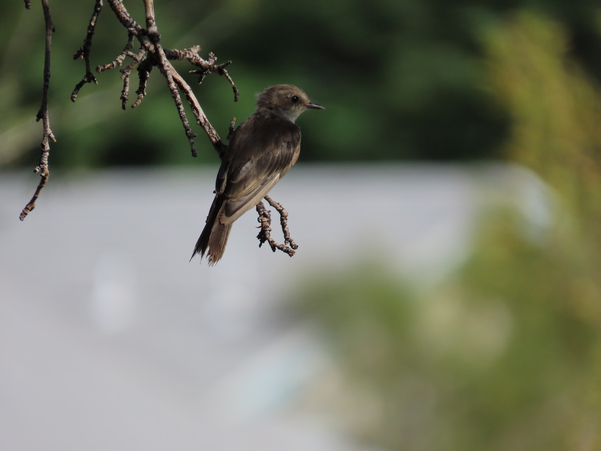 Vermilion Flycatcher - ML639666579