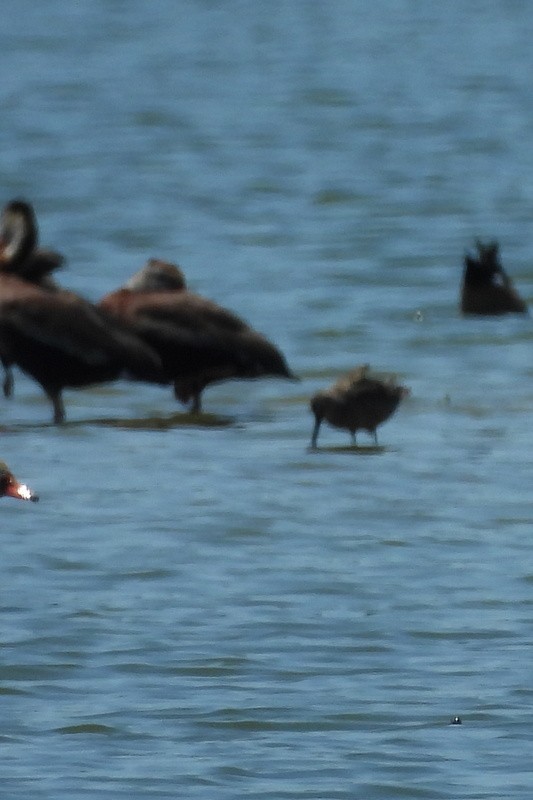 Long-billed Dowitcher - ML639666586