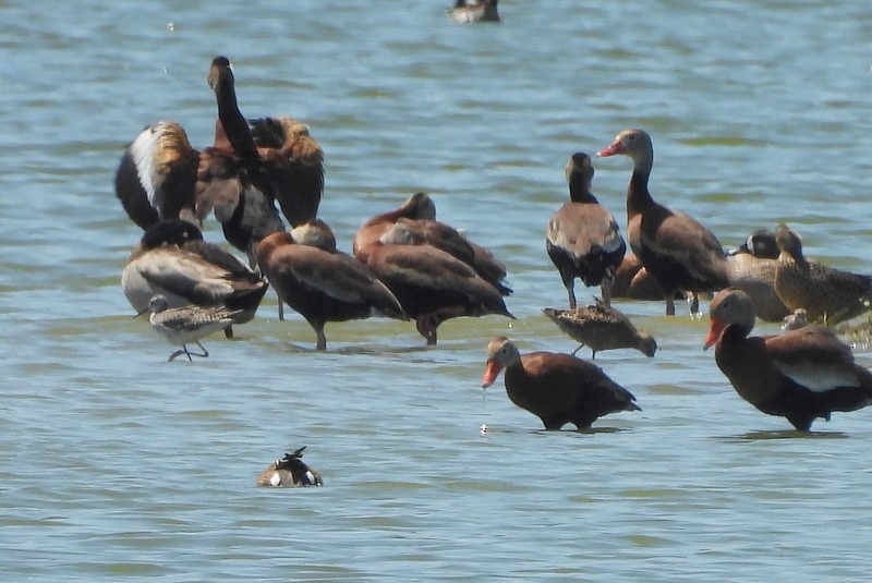 Long-billed Dowitcher - ML639666587