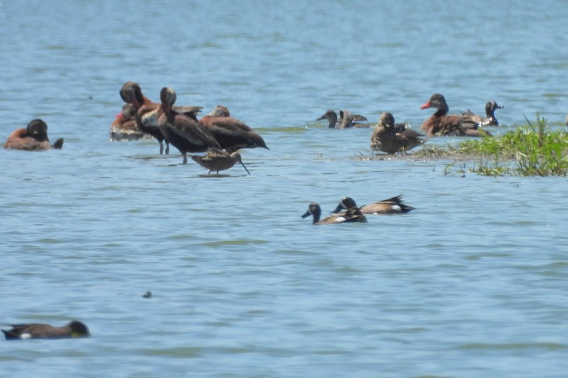 Long-billed Dowitcher - ML639666588