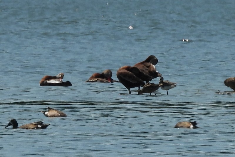Long-billed Dowitcher - ML639666589