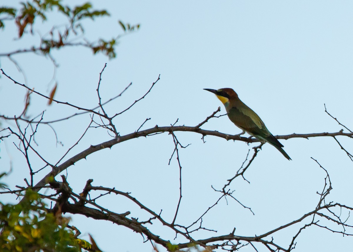 Guêpier d'Europe - ML639666603