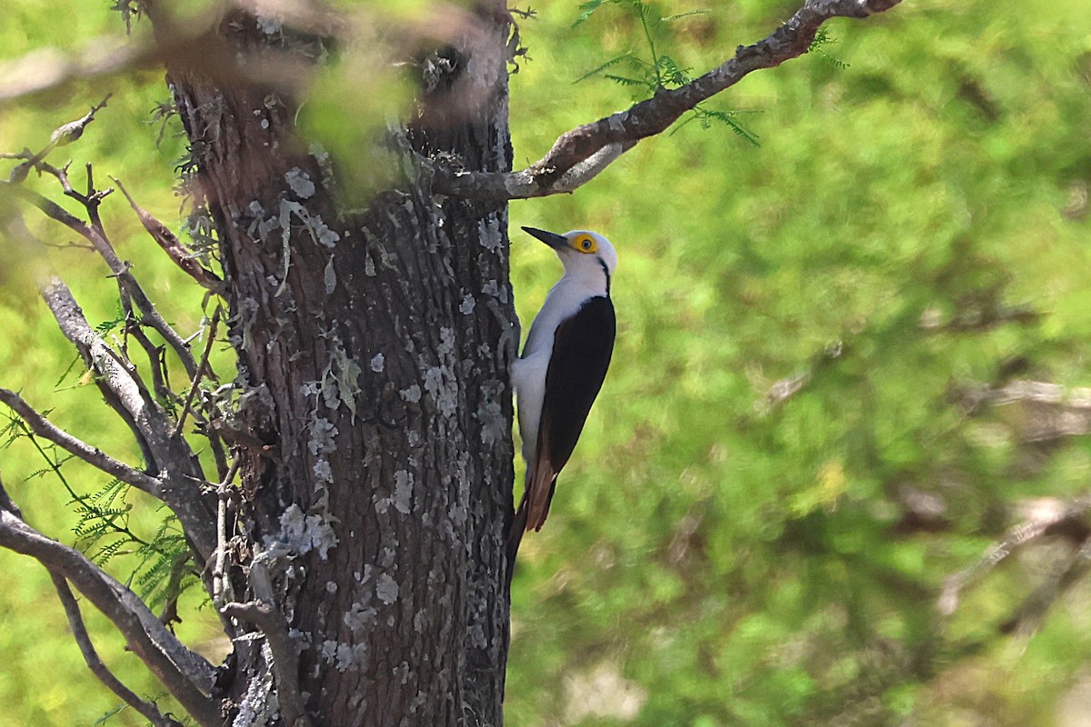 White Woodpecker - ML639666606