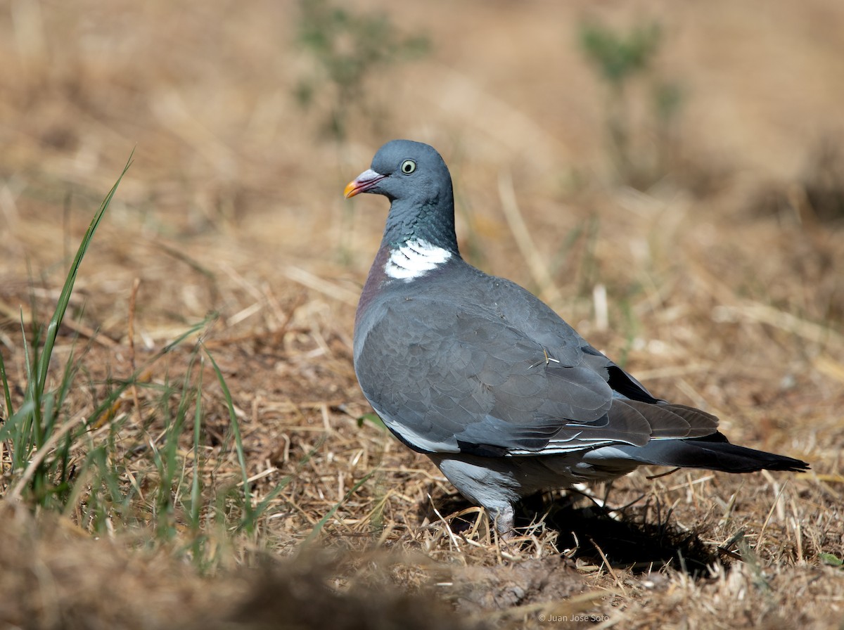 Pigeon ramier - ML639666620