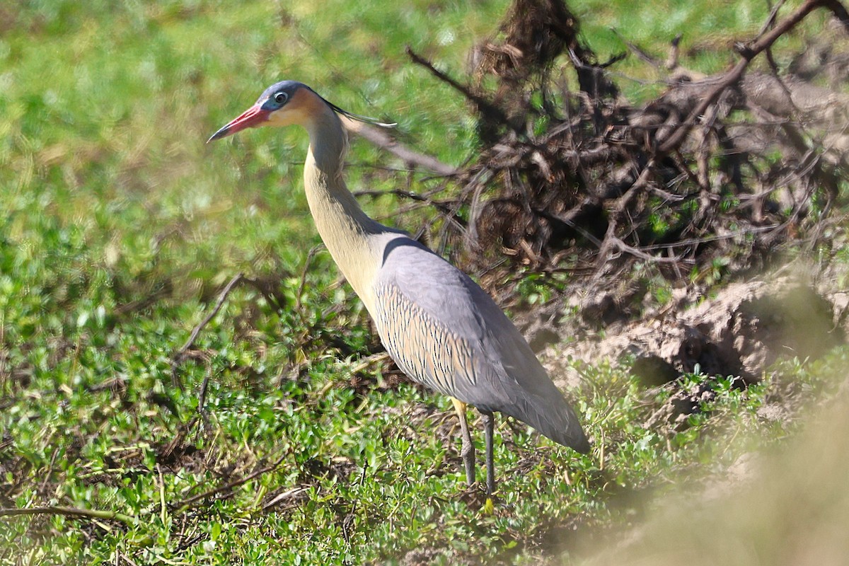 Whistling Heron - ML639666625