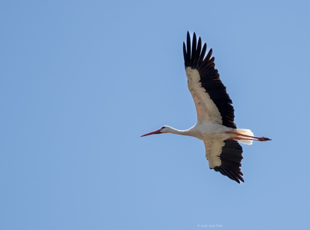 Cigogne blanche - ML639666627