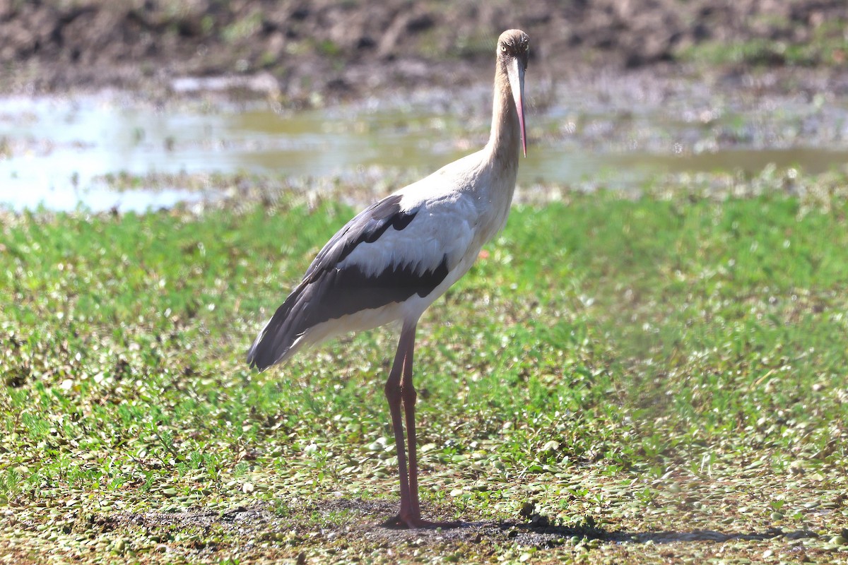 Maguari Stork - ML639666641