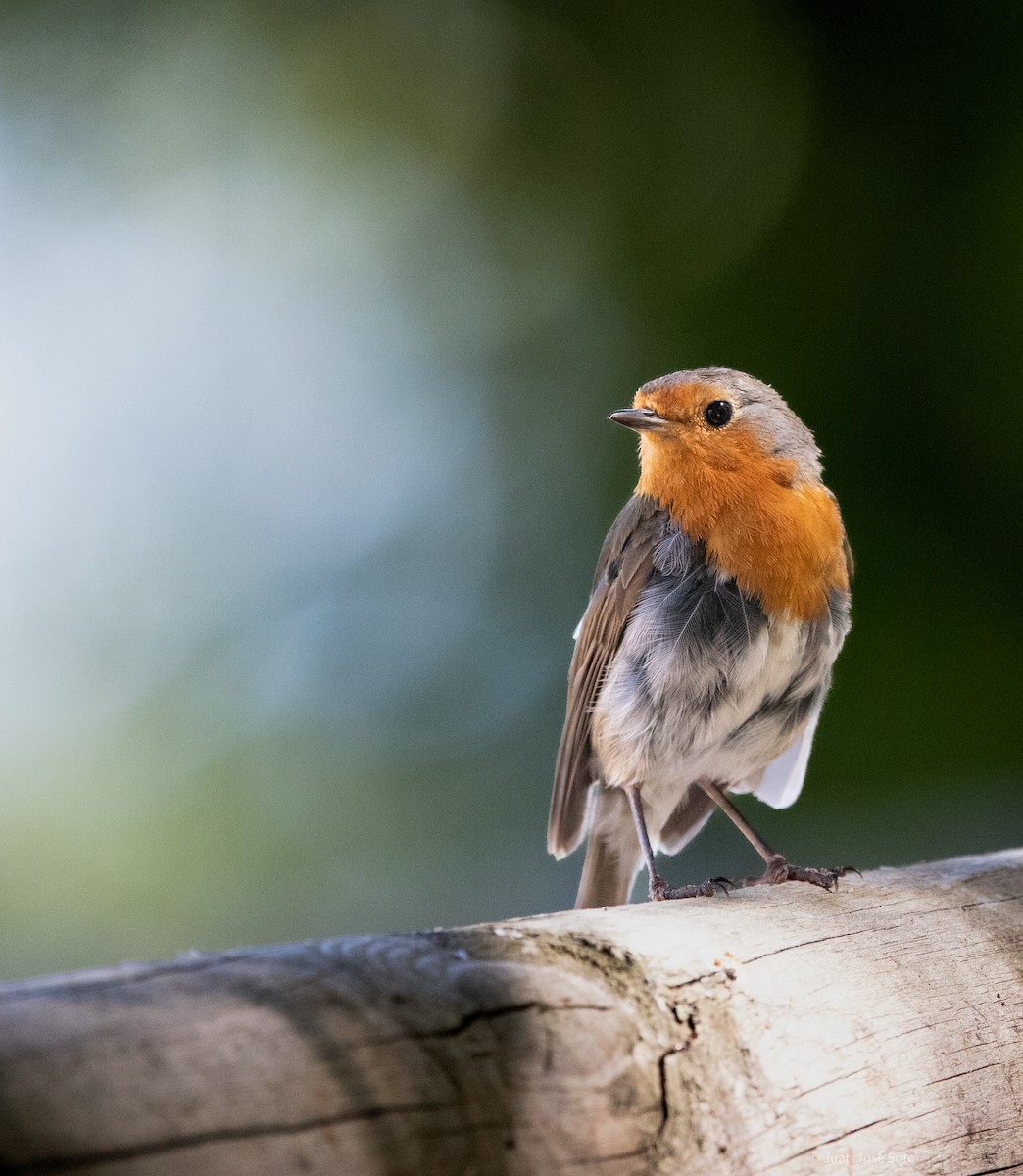 Rougegorge familier - ML639666653