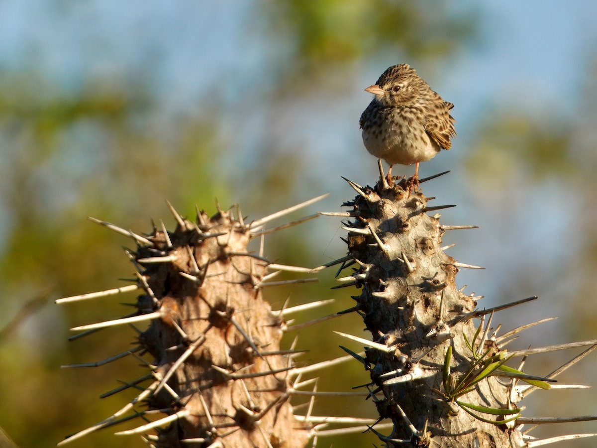 Madagascar Lark - ML639666654