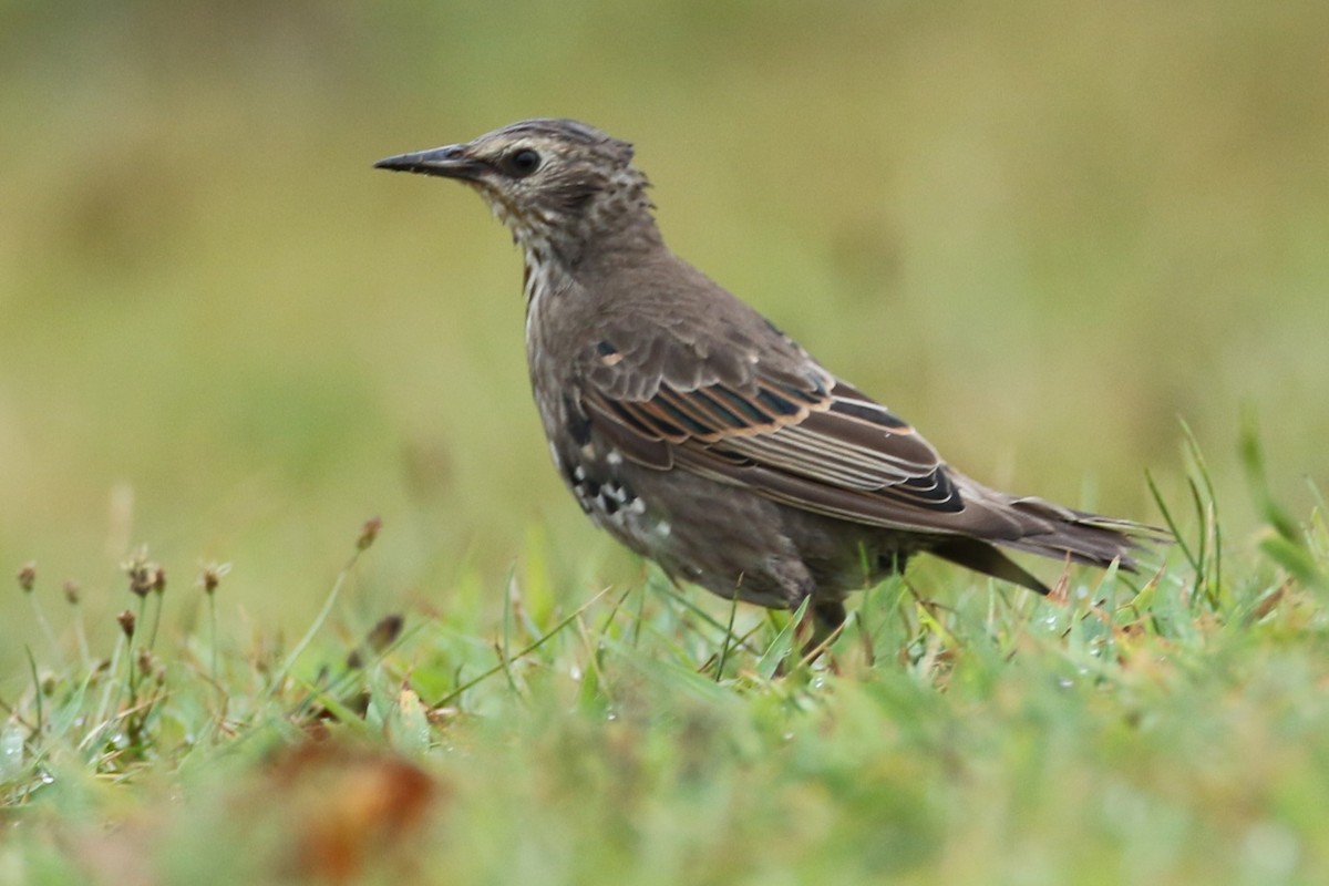 European Starling - ML639666655