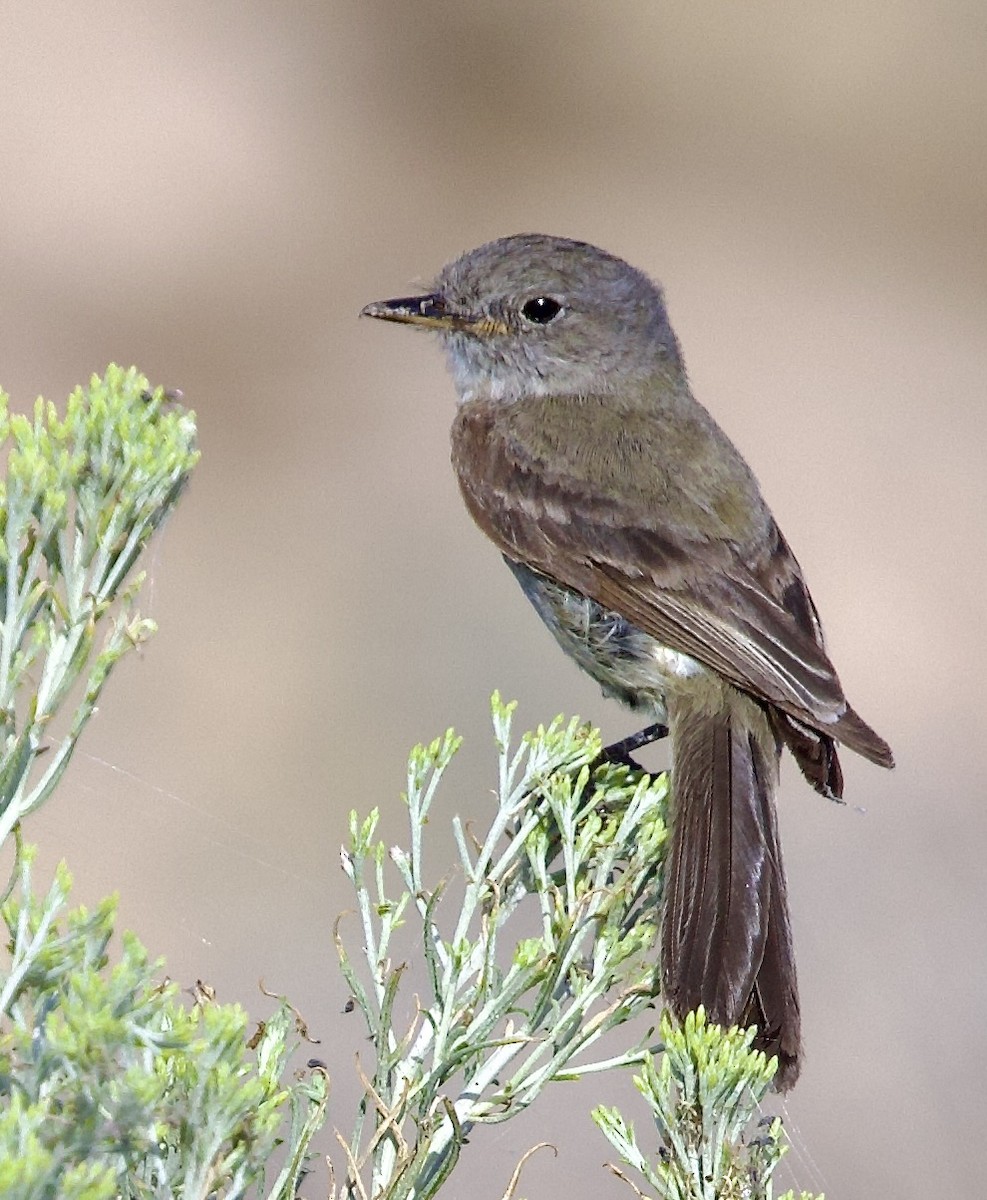 Gray Flycatcher - ML639666657