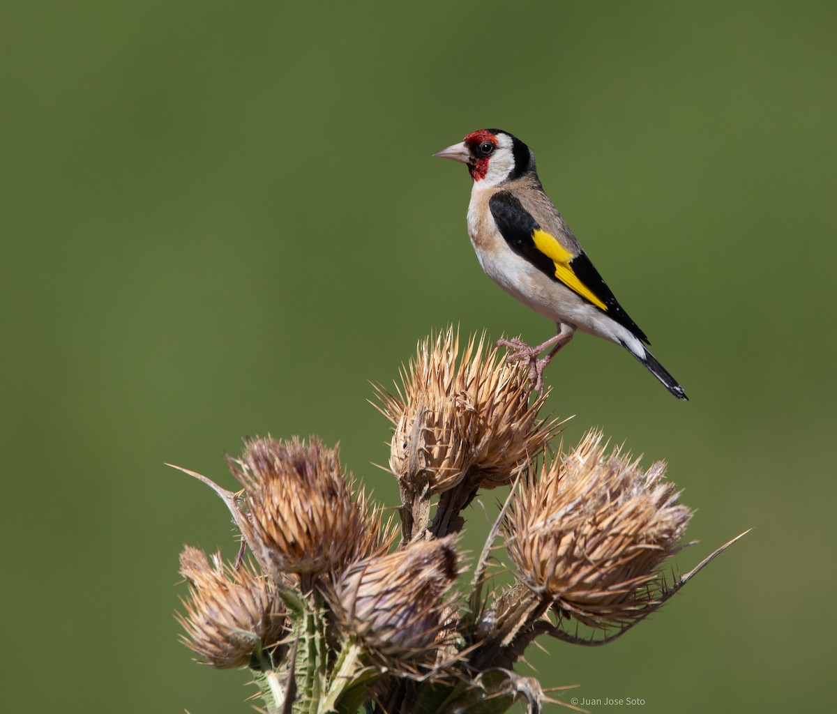 Chardonneret élégant - ML639666663