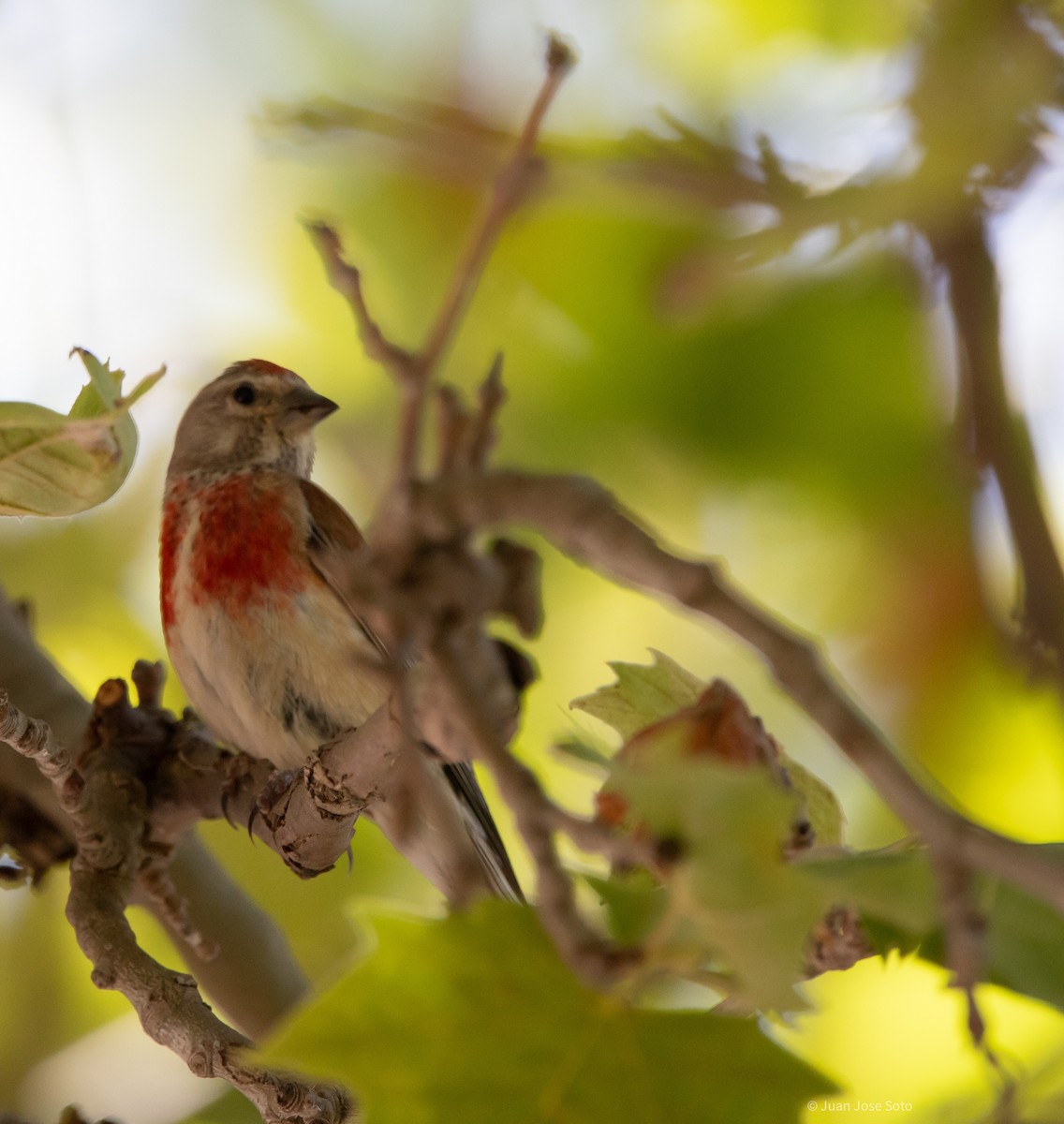 Linotte mélodieuse - ML639666667