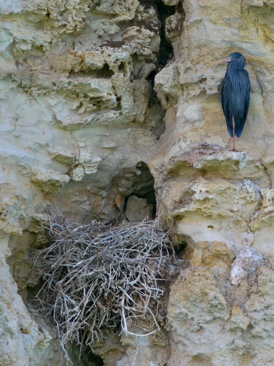 Humblot's Heron - ML639666670