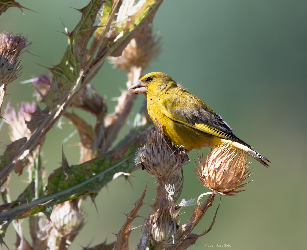 Verdier d'Europe - ML639666672