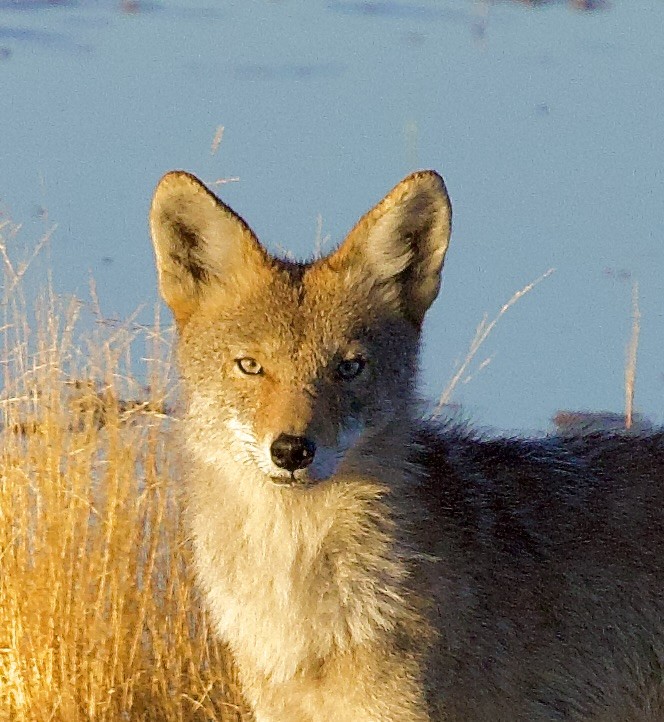 Coyote - ML639666675