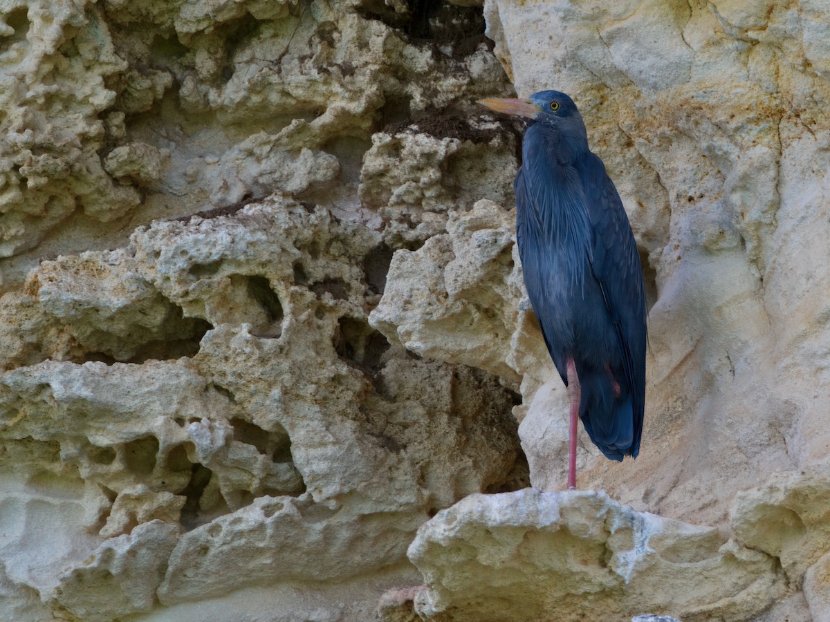 Humblot's Heron - ML639666676