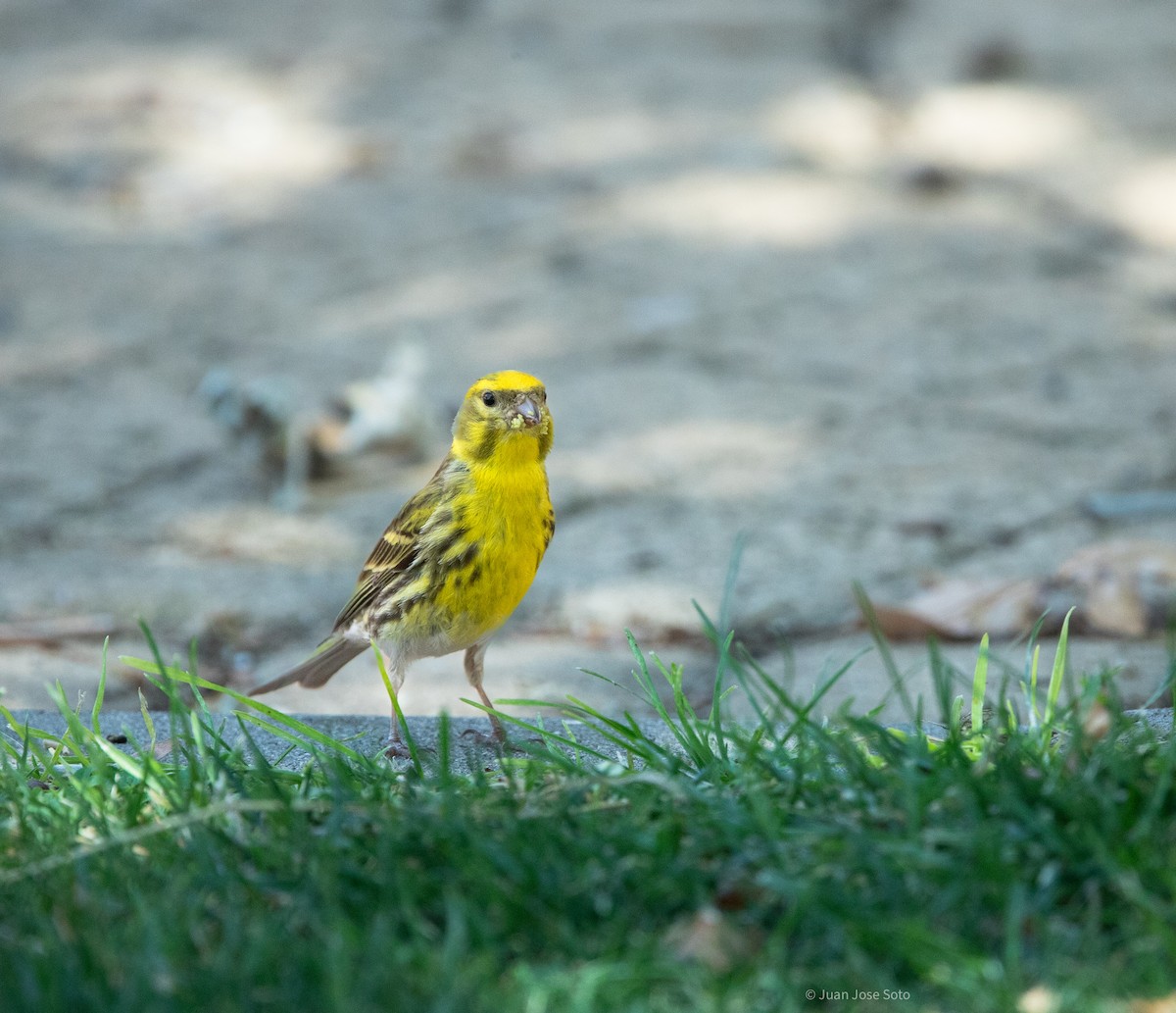 Serin cini - ML639666677