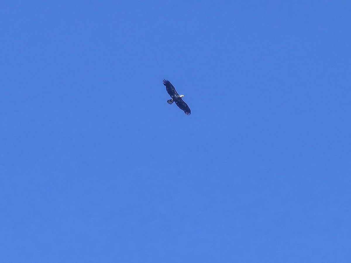 Bald Eagle - ML639666682