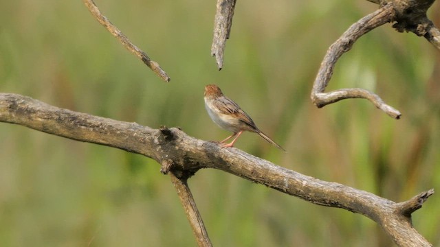 Levaillant's Cisticola - ML639666703