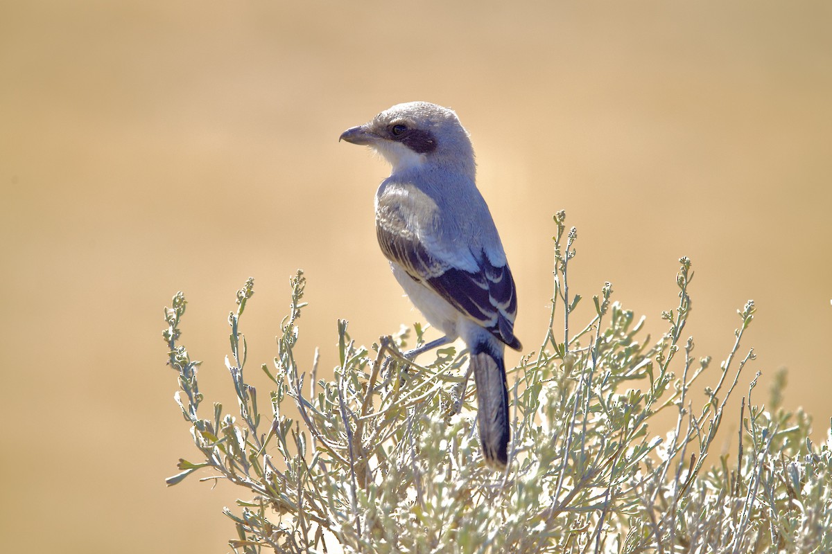 Loggerhead Shrike - ML639666776